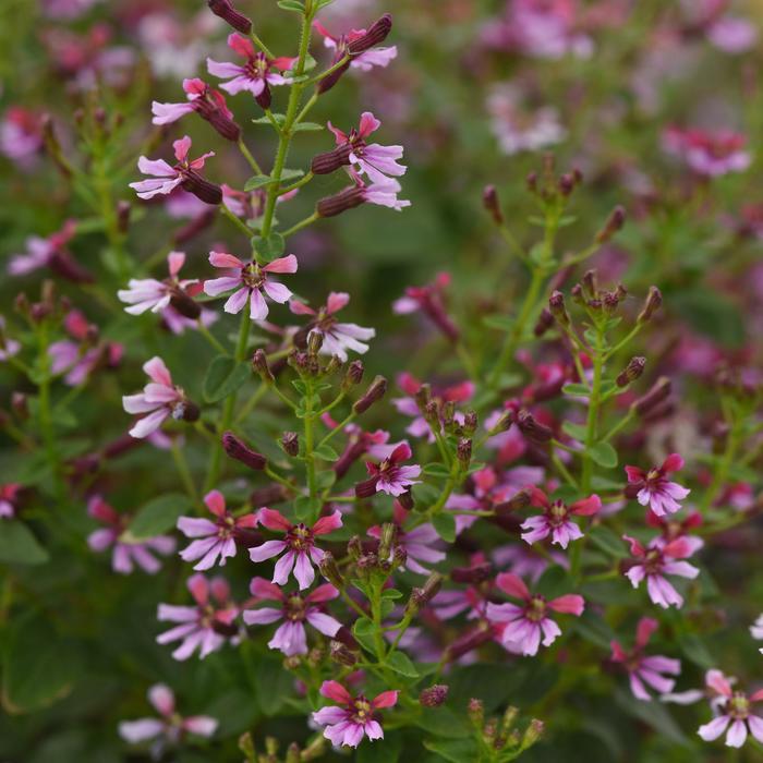 Cuphea ramosissima Pink Shimmer