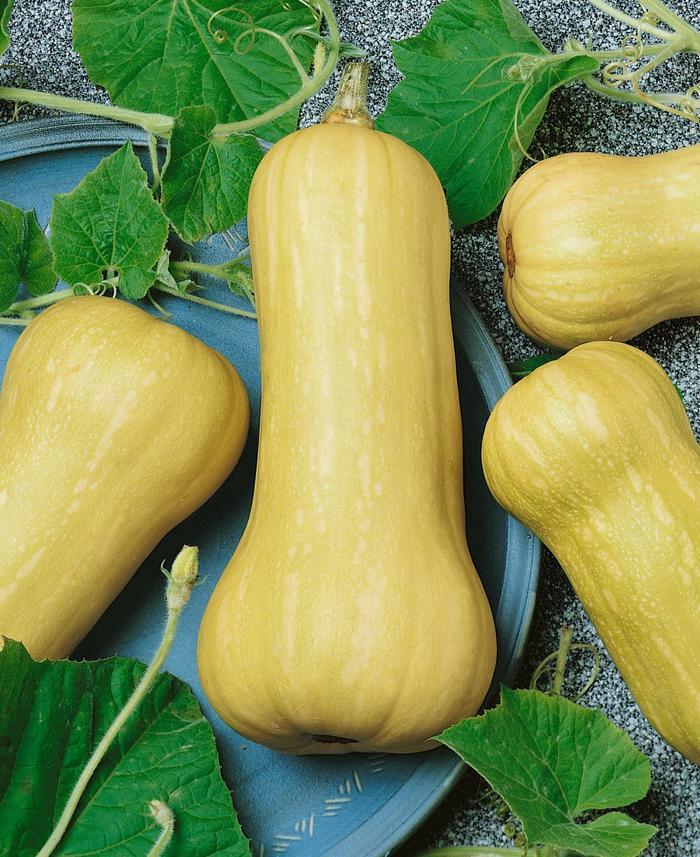 Cucurbita moschata Waltham
