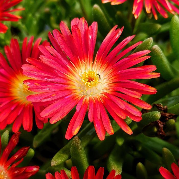 Delosperma cooperi Wheels of Wonder&trade; Hot Red Wonder