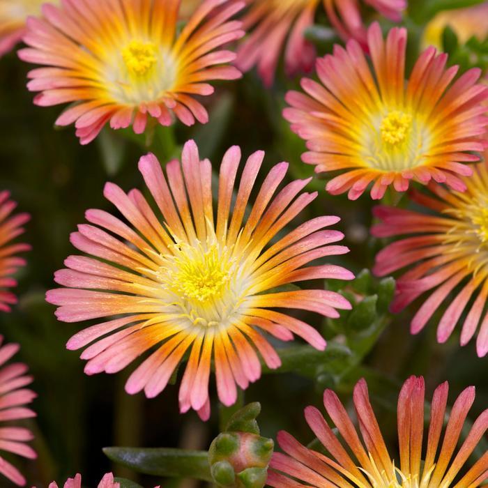 Delosperma cooperi Wheels of Wonder&reg; Salmony Pink