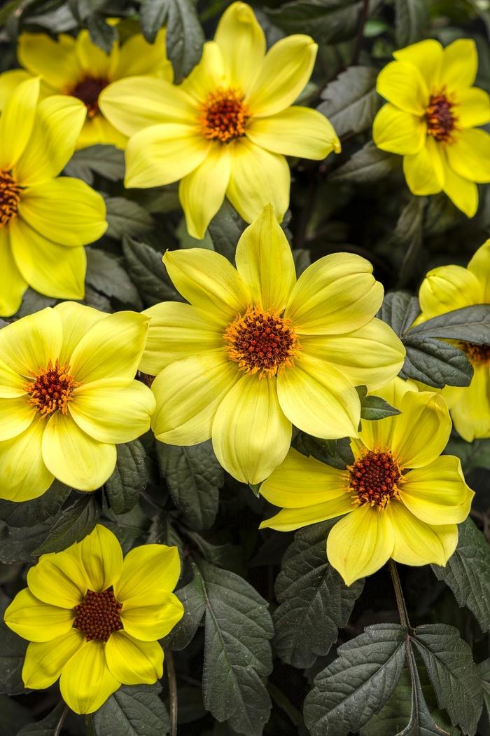 Dahlia variabilis Mystic Illusion