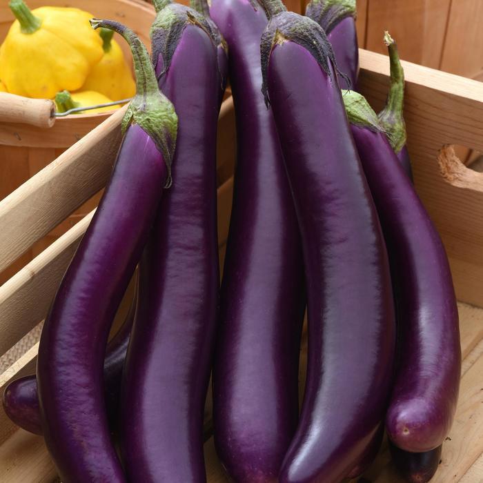 Solanum melongena Asian Delite