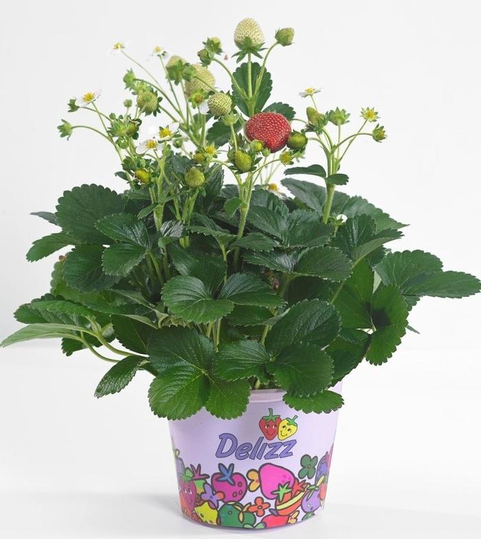 Fragaria x ananassa Delizz&reg;