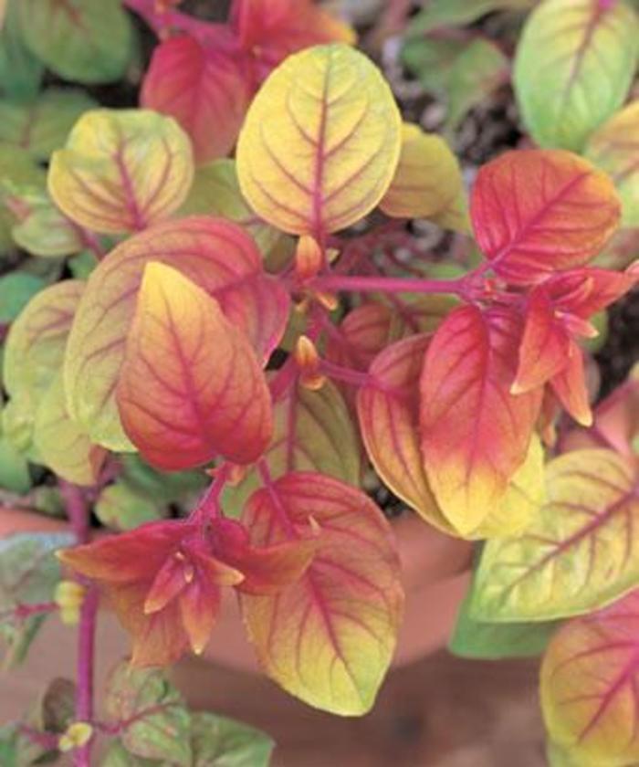 Fuchsia Autumnale
