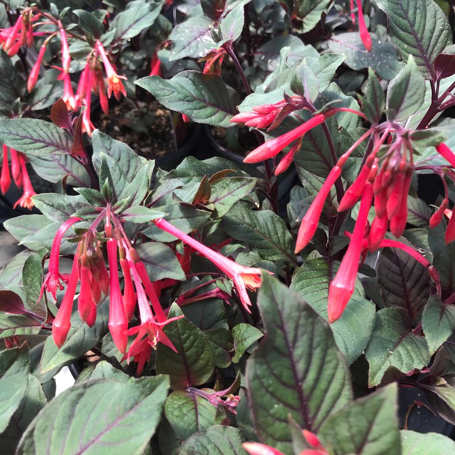 Fuchsia Gartenmeister