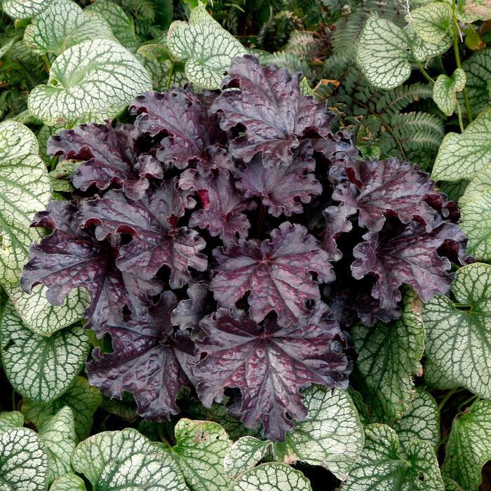 Heuchera Forever&reg; Midnight