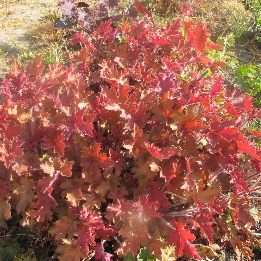 Heuchera Mango