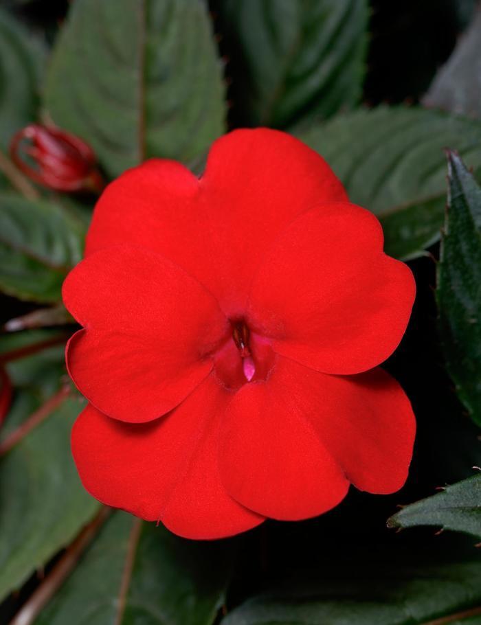 Impatiens SunPatiens&reg; Deep Red