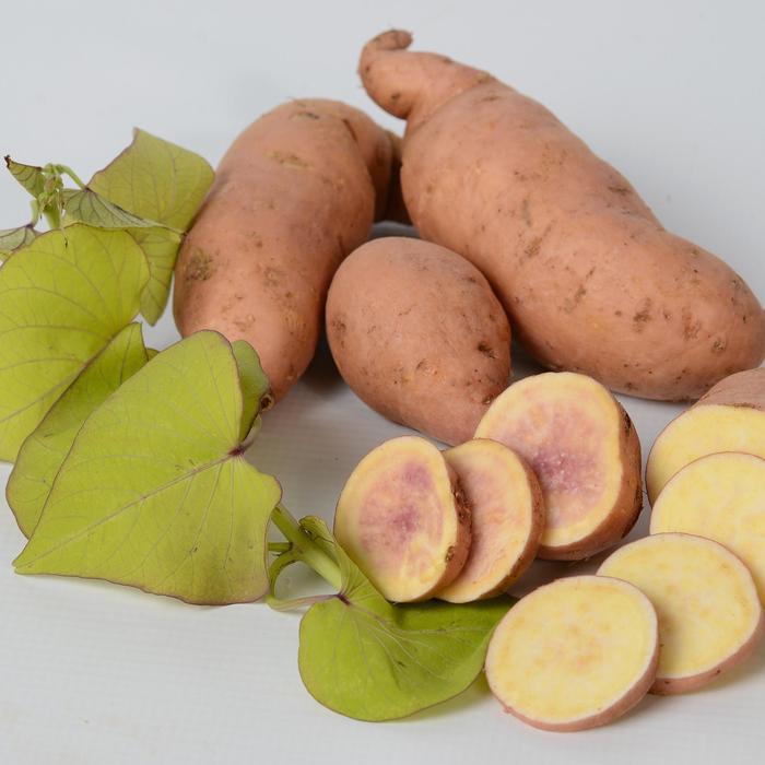 Ipomoea batatas Treasure Island&trade; Maka Tea