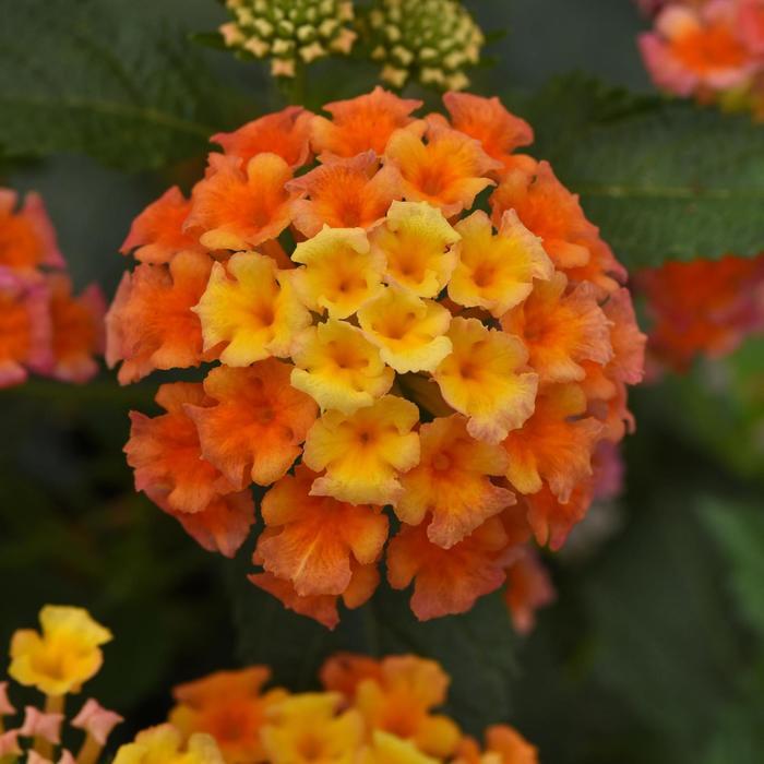 Lantana camara Shamrock&trade; Peach Improved