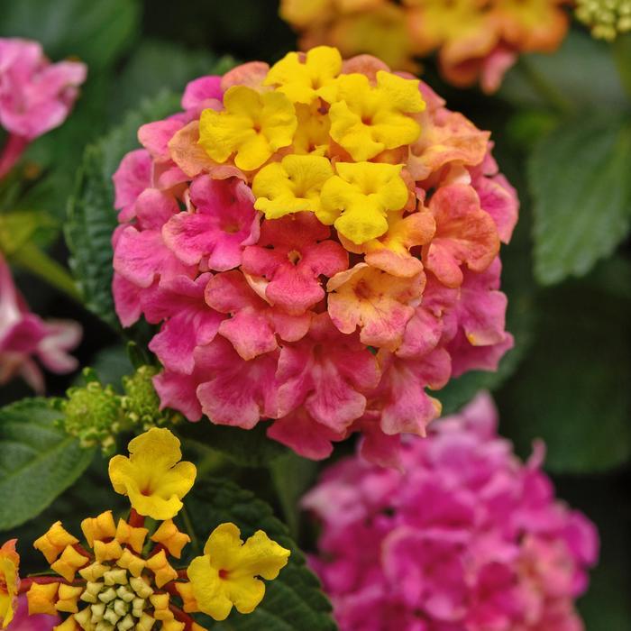 Lantana camara Shamrock&trade; Rose Improved