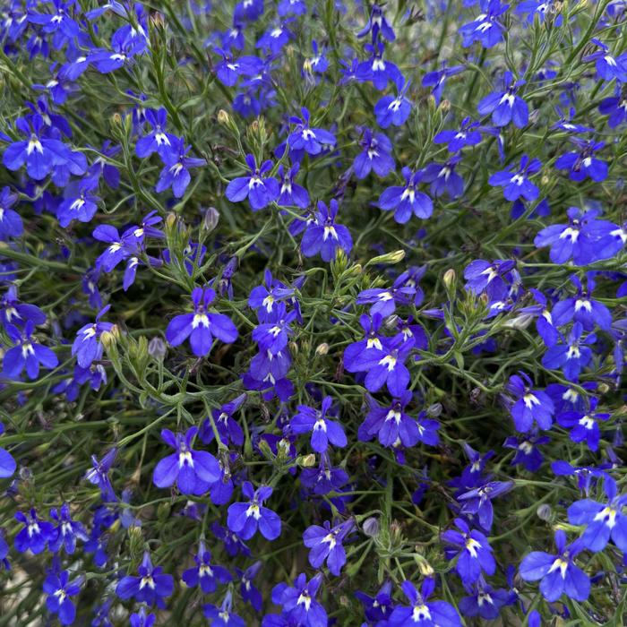 Lobelia erinus Masterpiece Blue w/Eye