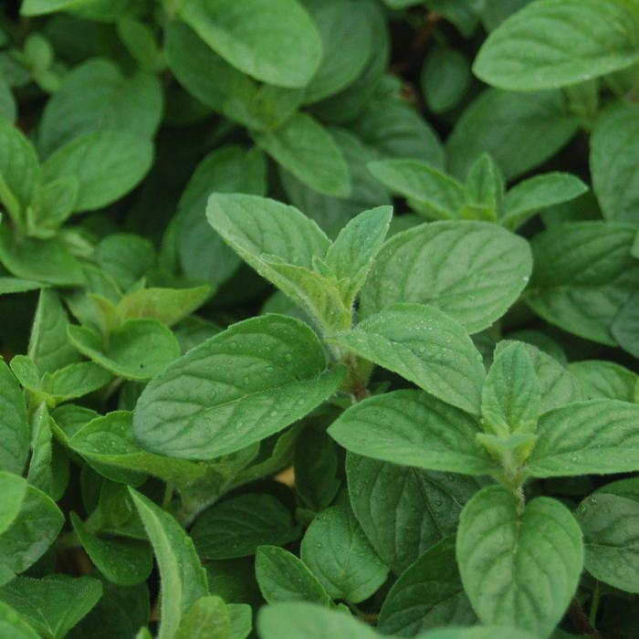 Mentha Hillary's Sweet Lemon
