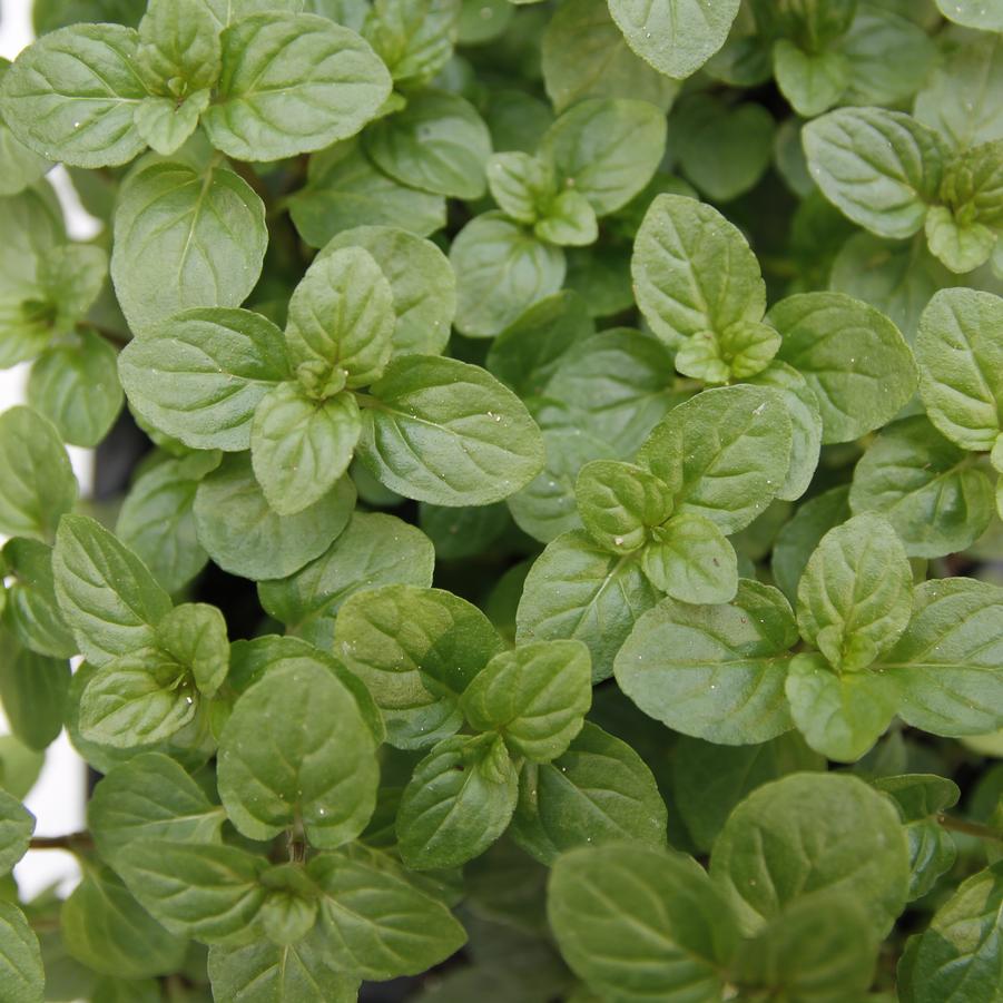 Mentha x piperita 