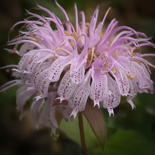 Monarda bradburiana Midnight Oil
