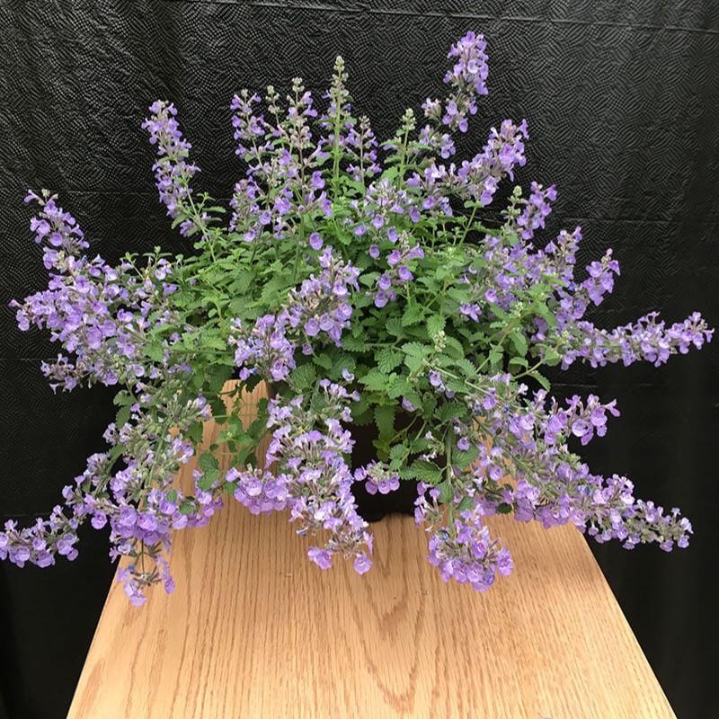 Nepeta Sylvester Blue&trade;