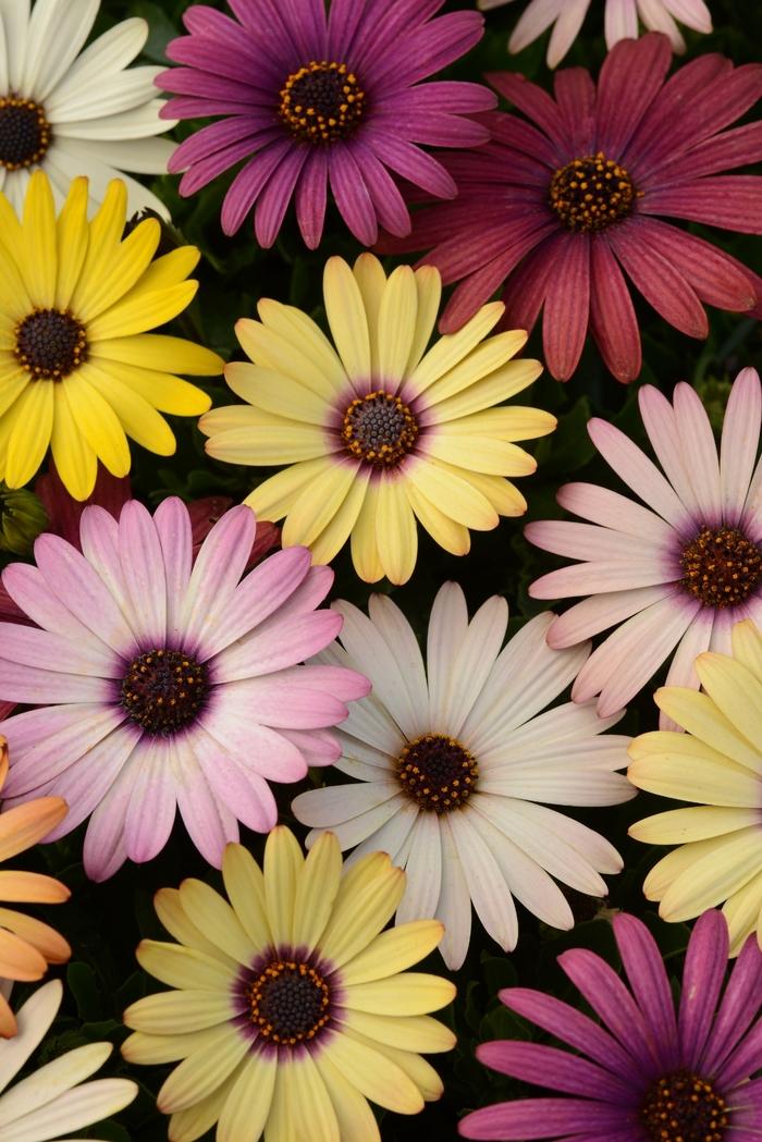Osteospermum ecklonis Akila&reg; Grand Canyon Mixture