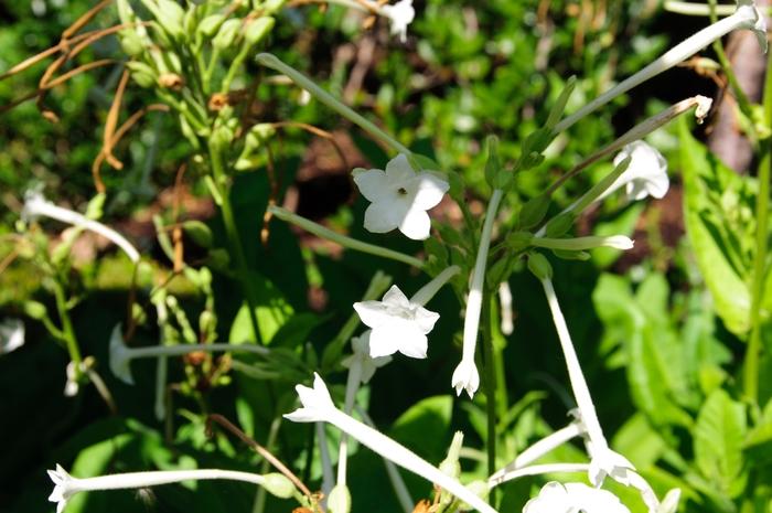 Nicotiana sylvestris 