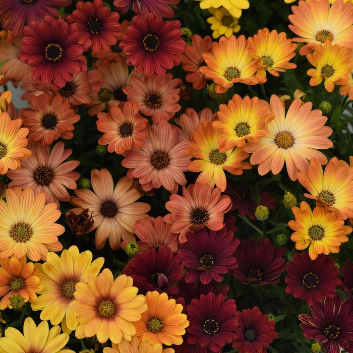 Osteospermum ecklonis Akila&reg; Sunset Shades