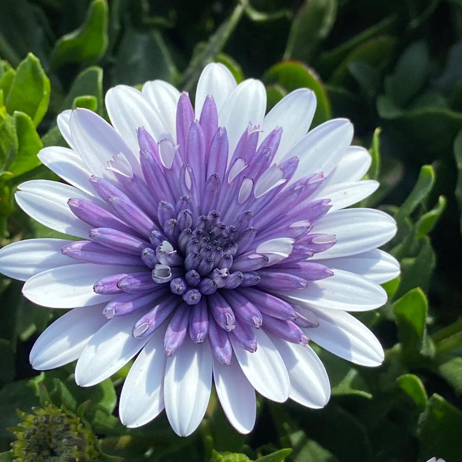 Osteospermum Blue Ice