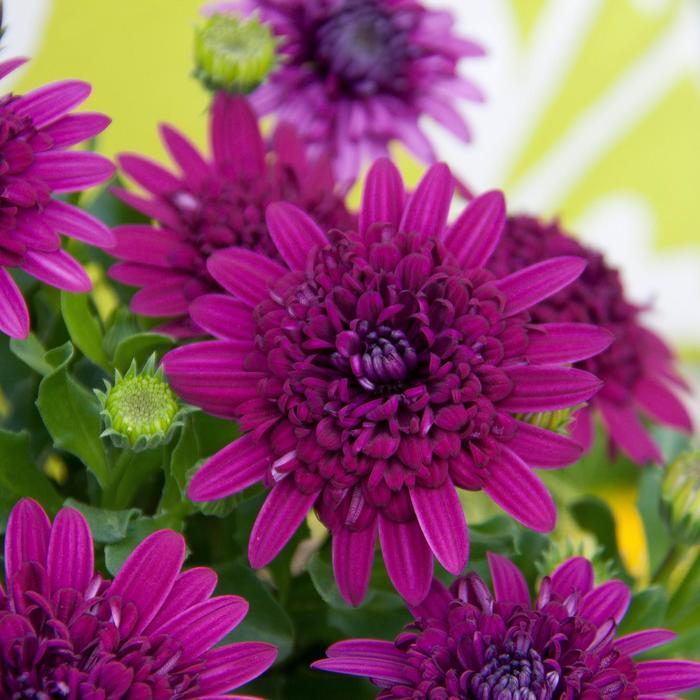 Osteospermum 4D&trade; Purple