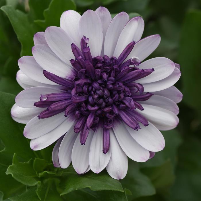Osteospermum 4D&trade; Violet Ice
