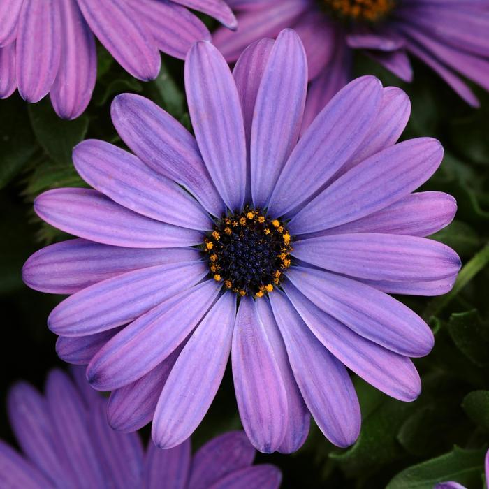Osteospermum Zion&trade; Blue Denim 