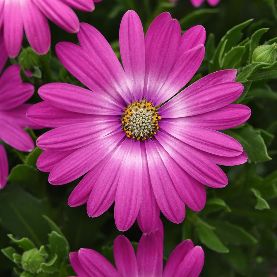 Osteospermum Zion&trade; Pink Orbit