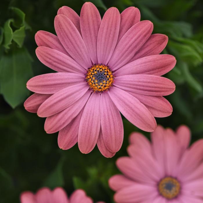 Osteospermum Zion&trade; Rose Surprise
