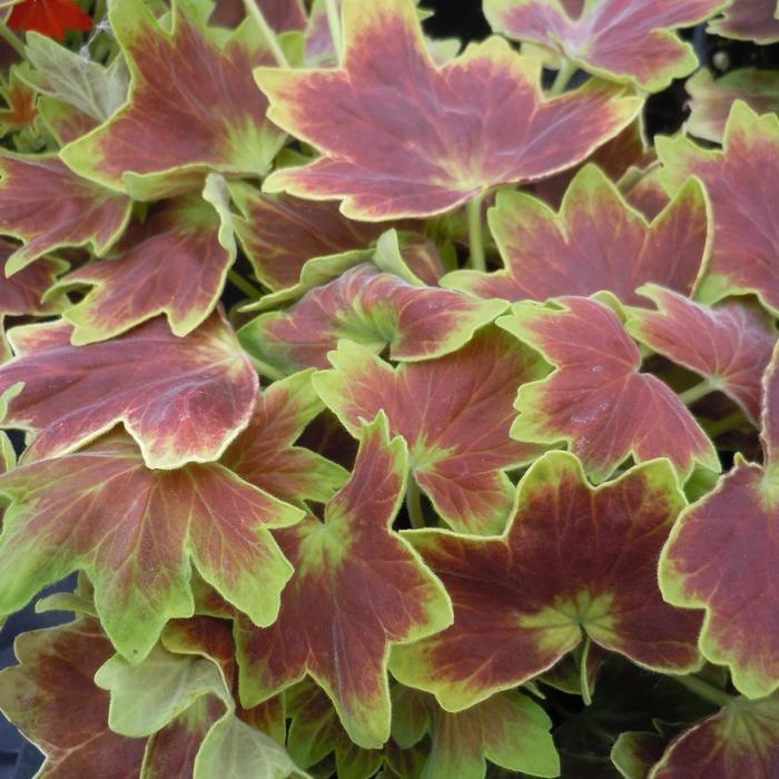 Pelargonium x hortorum Vancouver Centennial