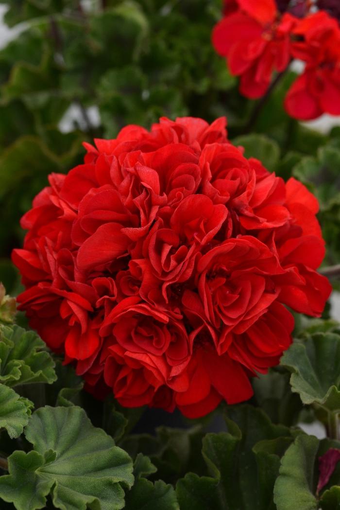 Pelargonium x hortorum Presto&trade; Dark Red
