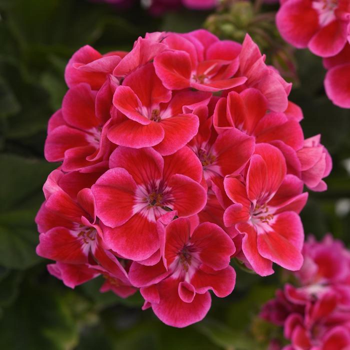 Pelargonium x hortorum Presto&trade; Rose Flare