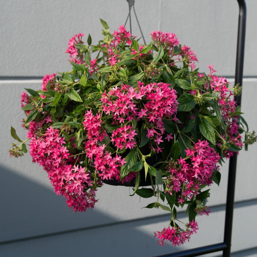 Pentas lanceolata Graffiti&reg; Falls Rose