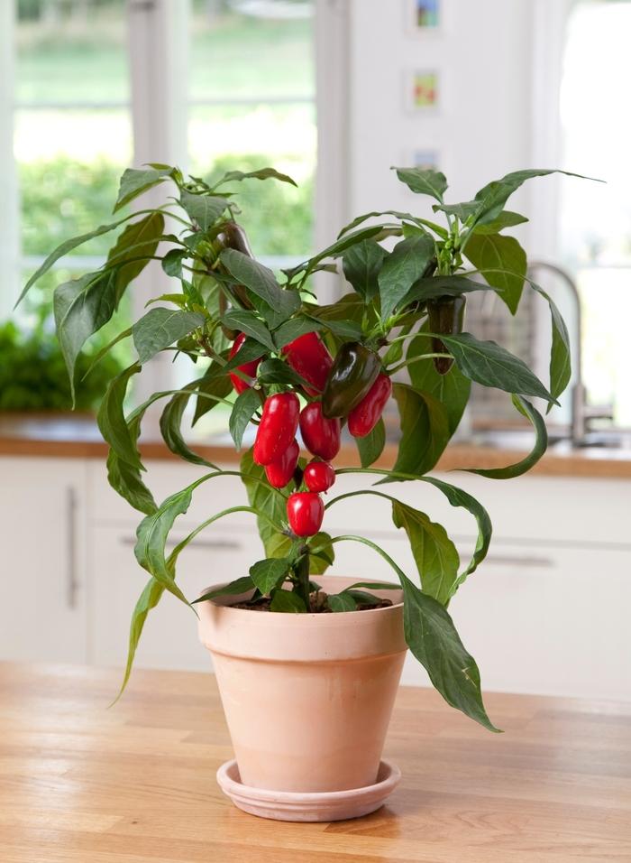 Capsicum annuum Jalape&ntilde;o
