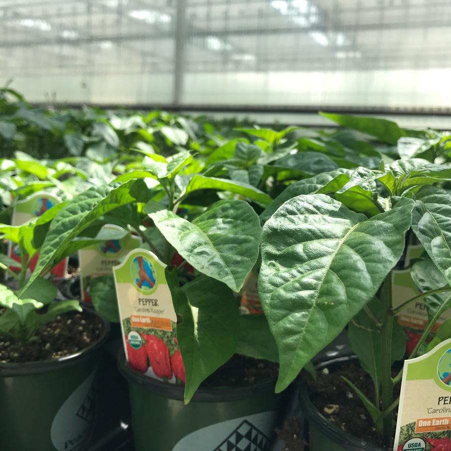 Capsicum annuum Carolina Reaper