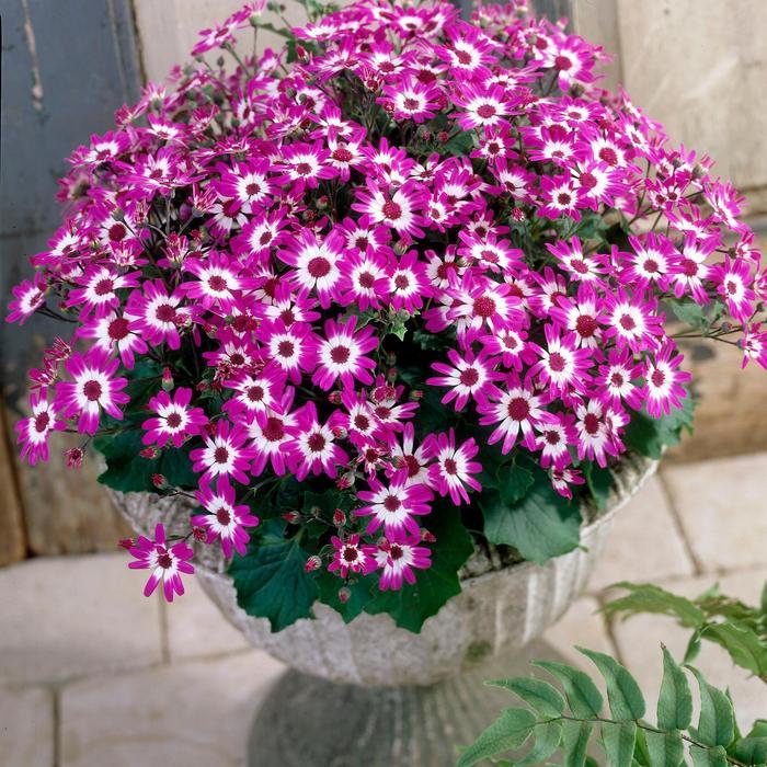 Pericallis Senetti&reg; Baby Magenta Bicolor