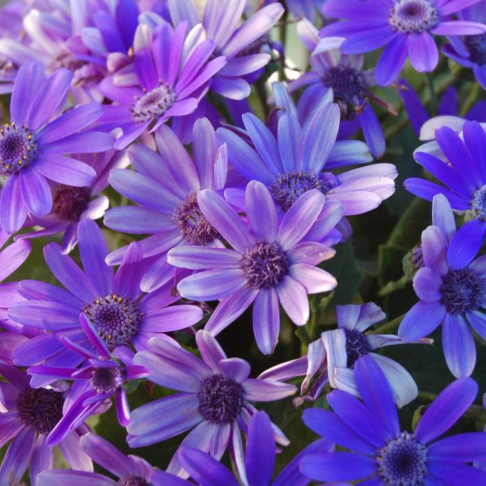 Pericallis Senetti&reg; Baby True Blue