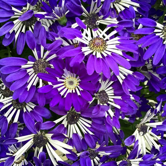 Pericallis Senetti&reg; Blue Spoon