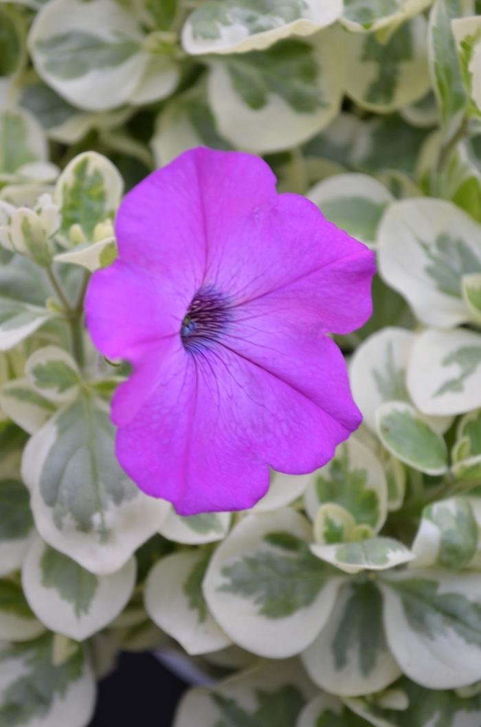Petunia Glamouflage&trade; 'Grape'