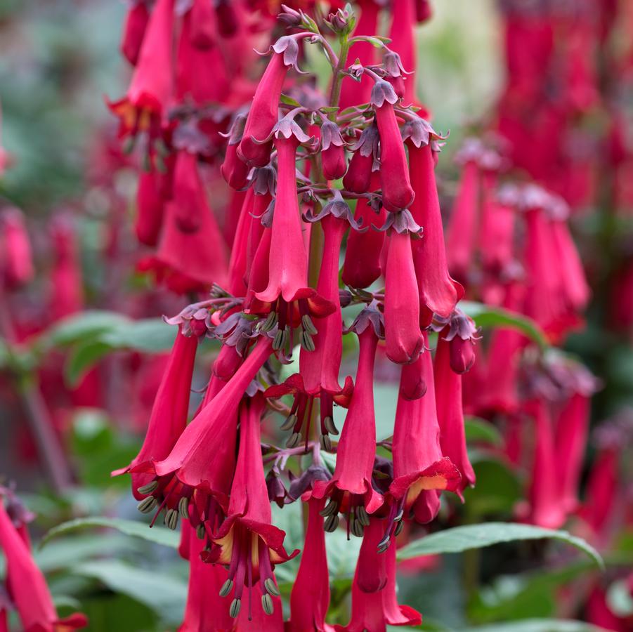 Phygelius Colorburst&trade; Deep Red