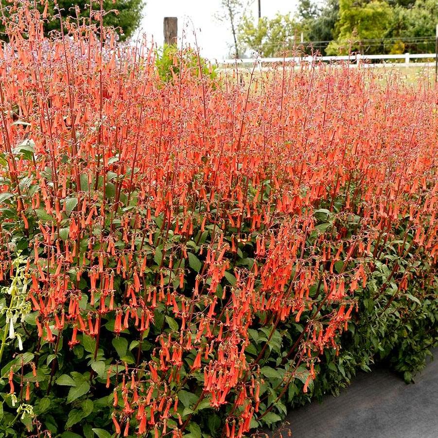 Phygelius Colorburst&trade; Orange
