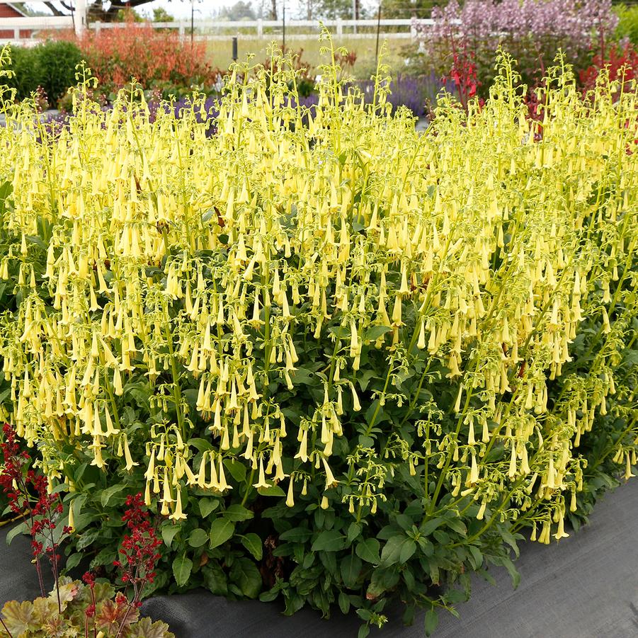 Phygelius Colorburst&trade; Yellow