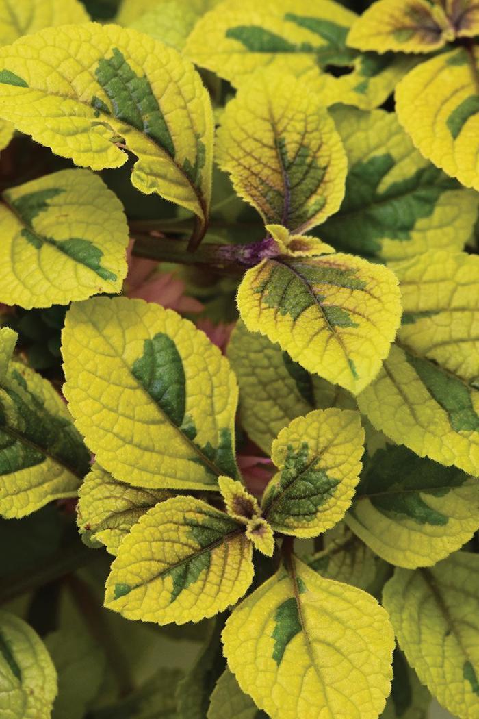 Plectranthus FanciFillers&trade; Guacamole