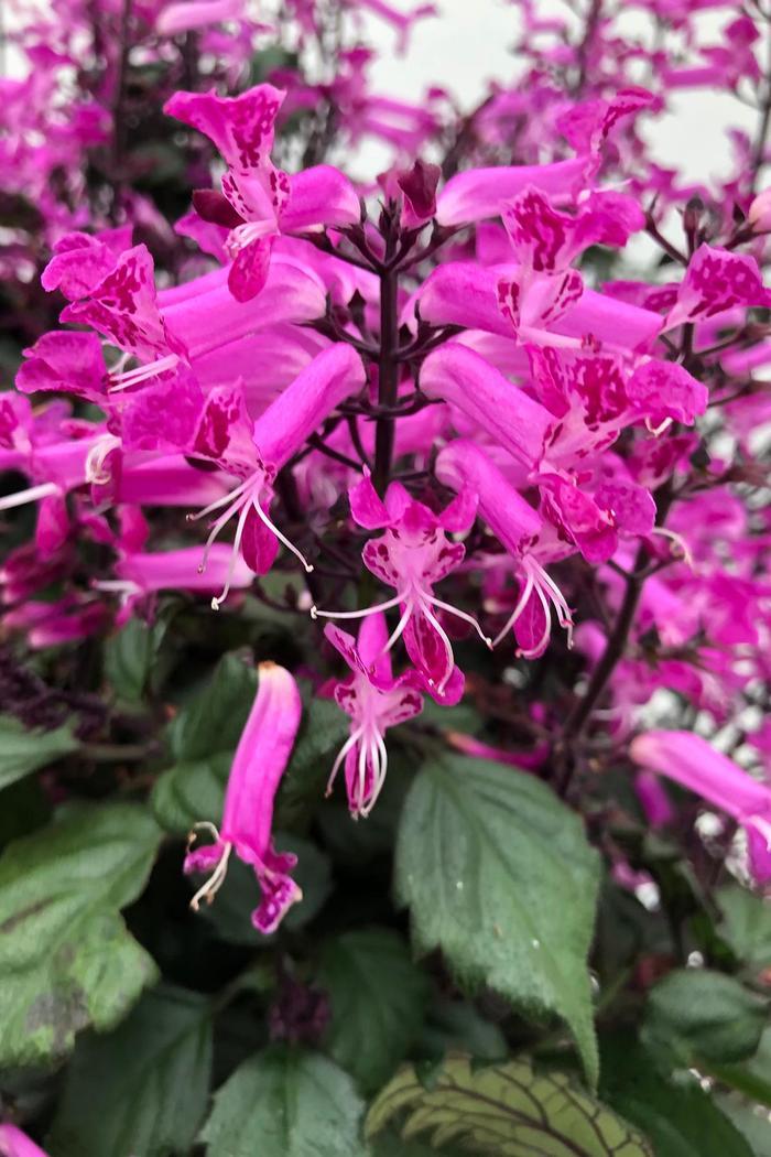 Plectranthus VELVET&trade; Starlet
