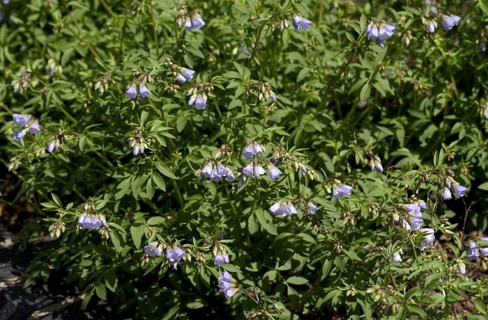 Polemonium reptans 