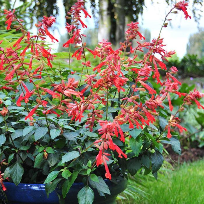 Salvia Ember's Wish