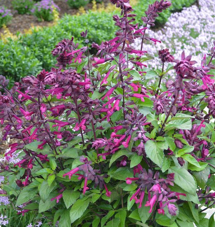 Salvia Love and Wishes&trade;