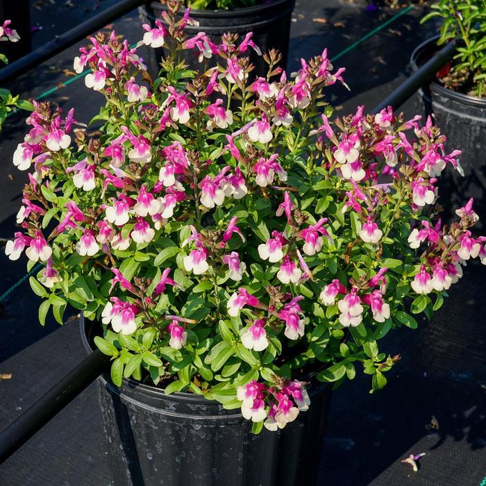 Salvia greggii Mirage&trade; Rose Bicolor