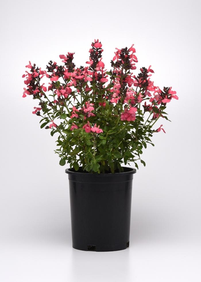 Salvia greggii Mirage&trade; Salmon