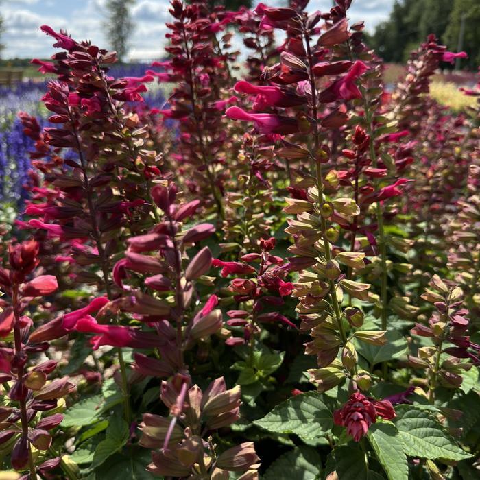 Salvia Rockin&reg; Red Flamingo